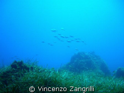bank of dorades swimming free in Ustica Island by Vincenzo Zangrilli 